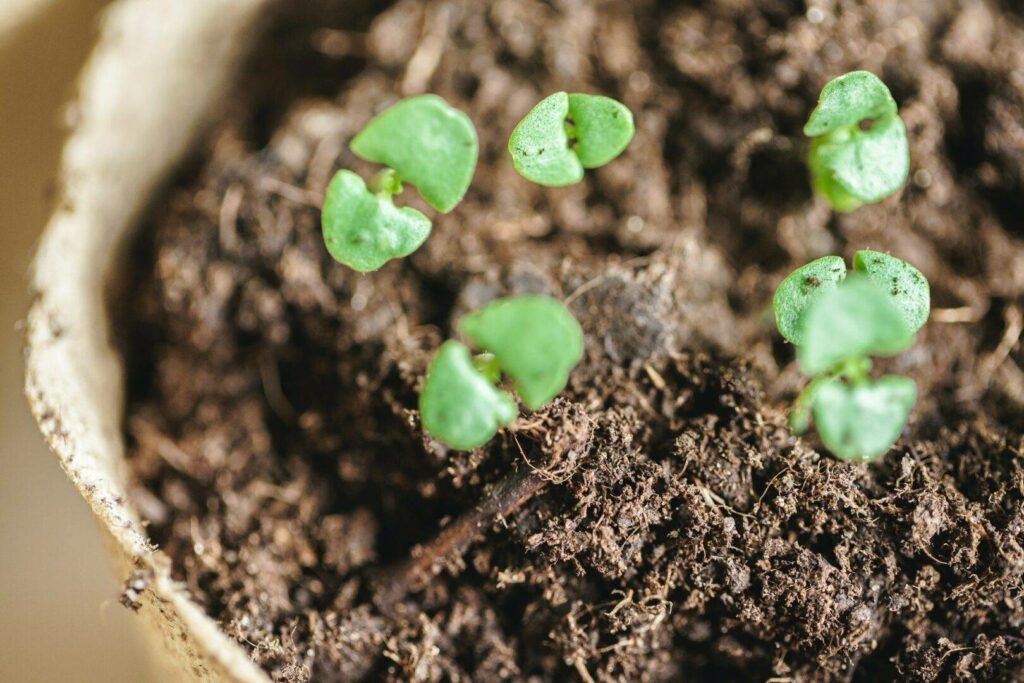 green seedling growing out of soil