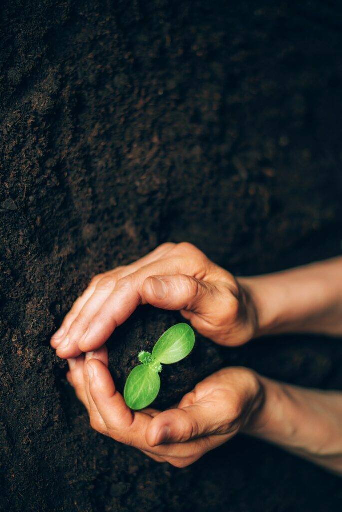 Hands holding green seedling, sprout over soil. Top view. New life, eco, sustainable living, zero