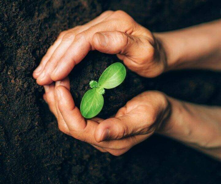 Hands holding green seedling, sprout over soil. Top view. New life, eco, sustainable living, zero