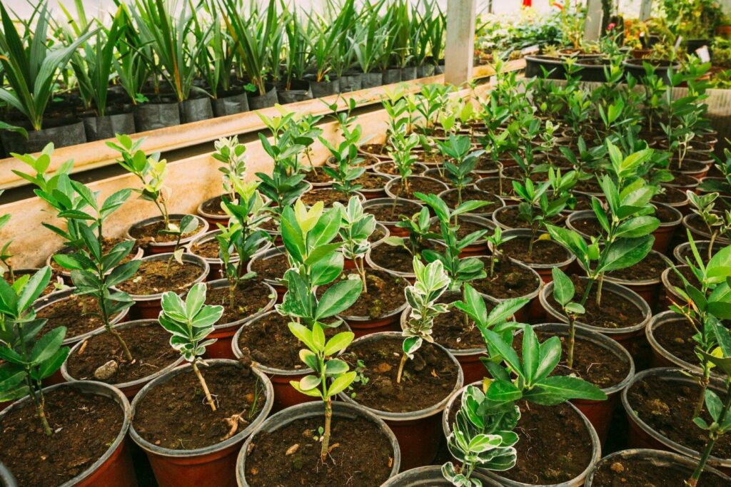 Sprouts Of Plants Growing From Soil In Pots In Greenhouse Or Hothouse. Spring, Concept Of New Life.