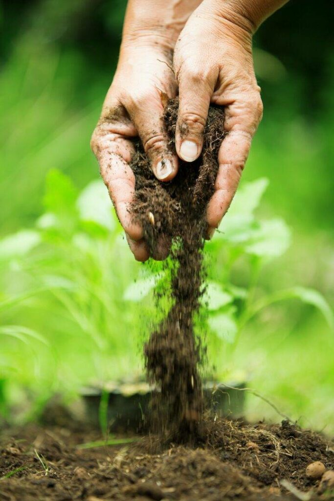 Woman's hands with flower soil