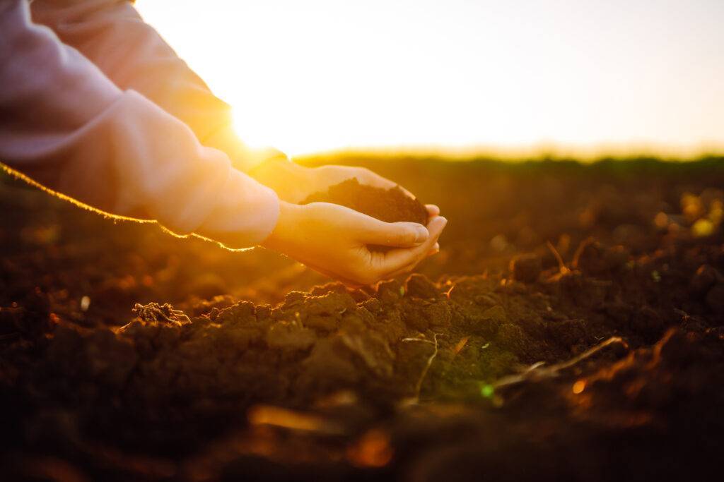 Hand of expert farmer collect soil. Farmer is checking soil quality before sowing. Agriculture.