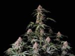 Amnesia Zkittlez Auto - Fast Buds - 3 Stück – Bild 2