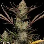 Apple Strudel Auto - Fast Buds - 3 Stück