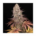 BARNEYS FARM - Sour Strawberry Fem. 3 Stück – Bild 5