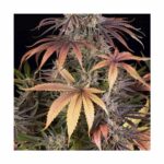 BARNEYS FARM - Sour Strawberry Fem. 3 Stück – Bild 6