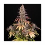 BARNEYS FARM - Sour Strawberry Fem. 3 Stück