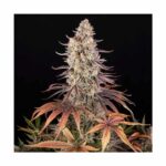 BARNEYS FARM - Sour Strawberry Fem. 3 Stück – Bild 7