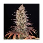 BARNEYS FARM - Sour Strawberry Fem. 3 Stück – Bild 2