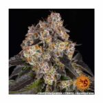 BARNEYS FARM Girl Scout Cookies Fem. 3 Stück – Bild 3