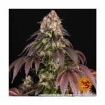 BARNEYS FARM Girl Scout Cookies Fem. 3 Stück – Bild 4