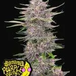 Banana Purple Punch Auto - Fast Buds - 3 Stück