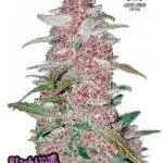 Blackberry Auto - Fast Buds - 3 Stück