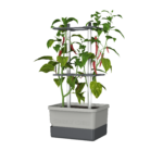 Integrierte Bewässerung & das stabile Ranksystem -  10 L - CHARLY CHILI