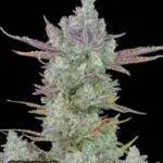 Gorilla Cookies Auto - Fast Buds - 3 Stück