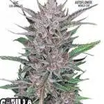 Gorilla Punch Auto - Fast Buds - 3 Stück