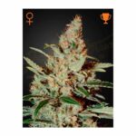 Green House Seed Company - Chemdog Fem. 3 Stück