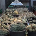 PFLANZENLAMPE FLORIS - Hochwertiges LED-Pflanzenlicht, Vollspektrum für Grün-/Blüh- und Nutzpflanzen - bis 3m² – Bild 5