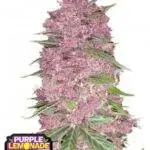 Purple Lemonade Auto - Fast Buds - 3 Stück