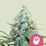 Royal Queen Seeds - AMG - Amnesia Mac Ganja Fem. - RQS 10 Stück