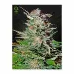 SUPER LEMON HAZE  - Auto - 3 Stück - Greenhouse Seeds GHSC - Feminised