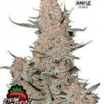 Ztrawberriez Auto - Fast Buds - 3 Stück