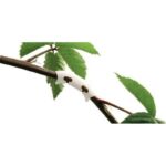 Gronest Bending Clips 25 Stück - Für Maximale Cannabis Blütenerträge – Bild 3