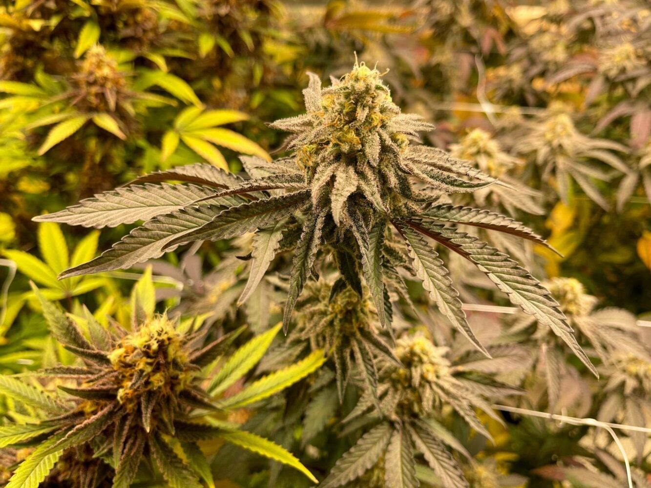 Indoor Cannabis Garden