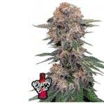 Cherry Cola Auto - Fast Buds - 3 Stück