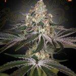 Green House Seed Company - White Widow (Feminised) - 3 Stück