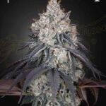 Green House Seed Company - Lemon Orange - Fem. - 3 Stück