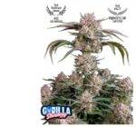 Strawberry Gorilla Auto - Fast Buds - 3 Stück