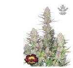 Tropicana Cookies Auto - Fast Buds - 3 Stück