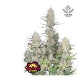 Tropicana Cookies Auto - Fast Buds - 3 Stück