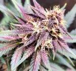 Tropicana Cookies Auto - Fast Buds - 3 Stück – Bild 2