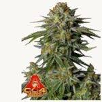 GG4 Sherbet FF - Fast Buds - 3 Stück - FastFlower - Feminisiert