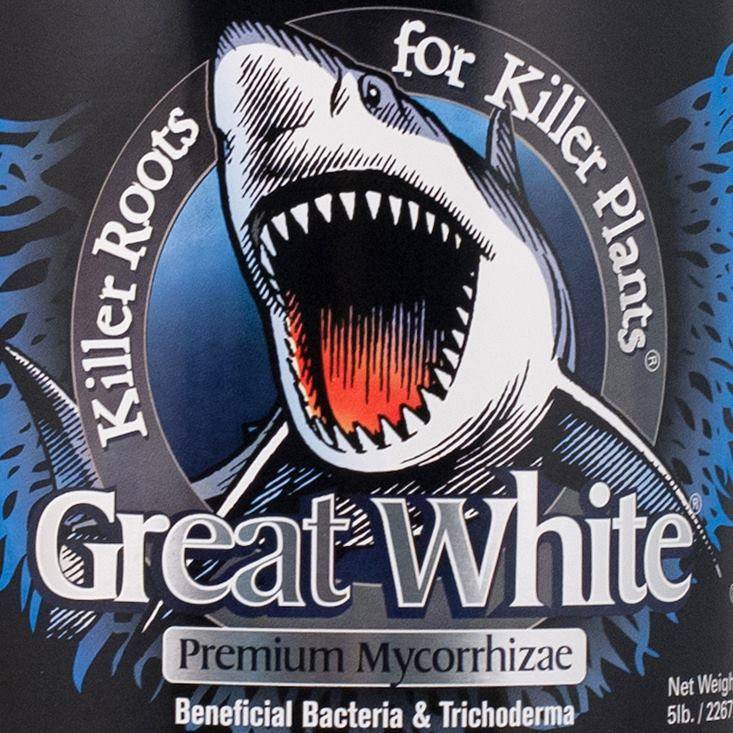 Great White