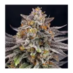 Ripper Seeds - Candygaz Feminisiert -  3 Stück