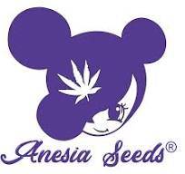 anesia seeds kaufen deutschland