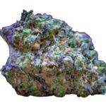 Growers Choice - Frozen Cherry Runtz - Feminisiert -  3 Stück