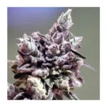 Ripper Seeds - Washing Machine - Feminisiert - 3 Stück