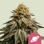 Royal Queen Seeds - Royal Skywalker  - Feminized RQS 10 Stück