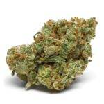 Growers Choice - The Real Amnesia - Feminisiert -  10 Stück