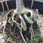 Organic DIY Super Soil Mix von Soma Seeds – Für natürlichen, nährstoffreichen Anbau - für 50 Liter – Bild 2