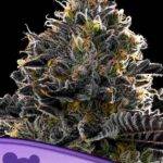 Anesia Seeds - Purple Lobster - Feminisiert -  3 Stück