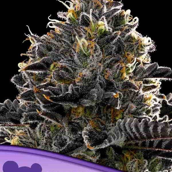 Anesia Seeds - Purple Lobster - Feminisiert -  3 Stück