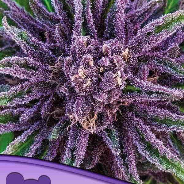 Anesia Seeds - Purple Thai, Landrassen - Feminisiert -  3 Stück