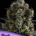 Anesia Seeds - Zoomiez - Feminisiert - 3 Stück