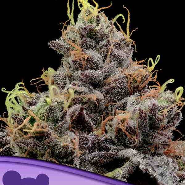 Anesia Seeds - Think Tank - Feminisiert - 3 Stück