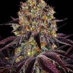 BARNEY´S FARM - Runtz x Layer Cake - Feminisiert - 3 Stück